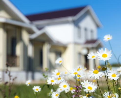 Camomiles with blurred house in background