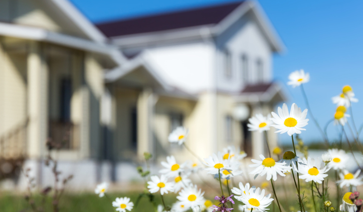 Camomiles with blurred house in background