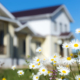 Camomiles with blurred house in background